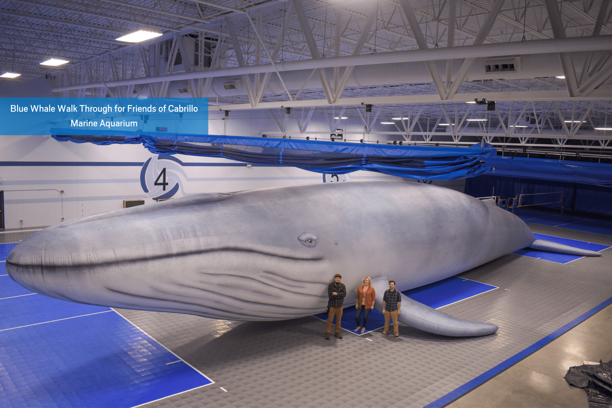 Blue Whale Walk Through