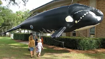 NOAA Fisheries Inflatable Right Whale at Community Event