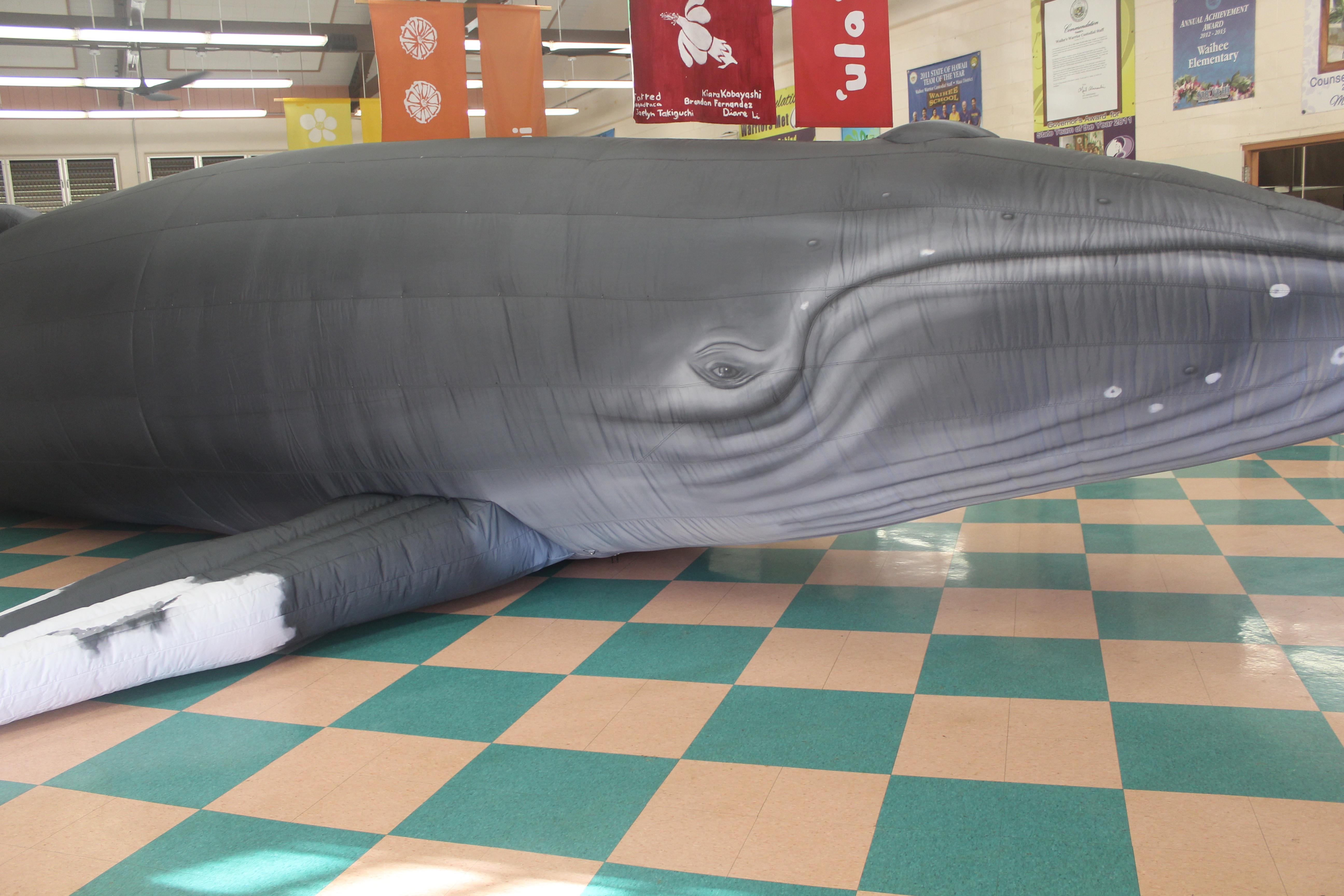 Inflatable Whale Facial Detail